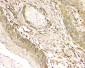 Anti-Cyclophilin B PPIB Antibody Picoband™ (monoclonal, 11C11)